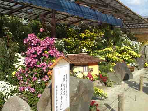 小岩善養寺の菊花展