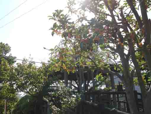 妙音寺の坪庭に咲く曼珠沙華