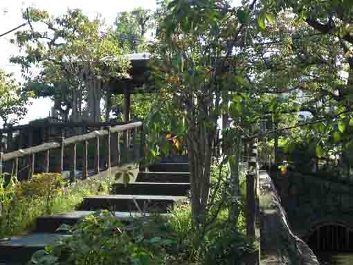 古川親水公園に咲く金木犀の花々１