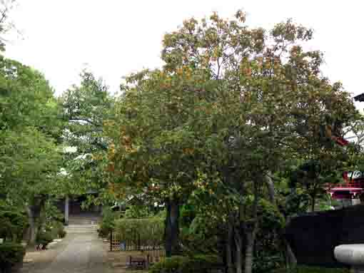 回向院市川別院石庭に咲くマンジュシャゲ