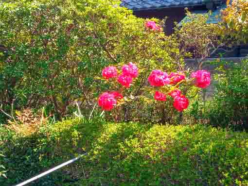 宮久保山高円寺に咲く紅い牡丹の花