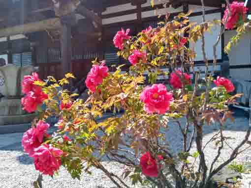 宮久保山高円寺本堂脇に咲く牡丹の花