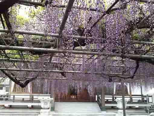 a wisteria trellis in Miyakubosan Koenji