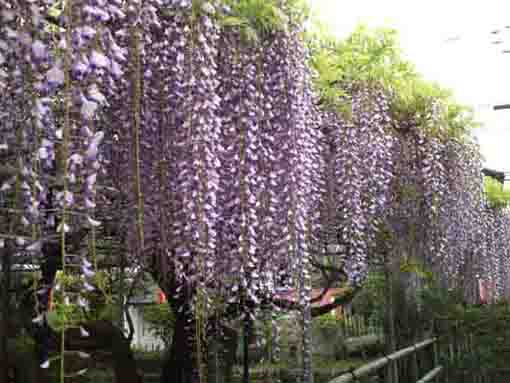flowers of wisteria