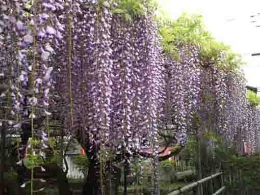 the wisteria festival in Koenji