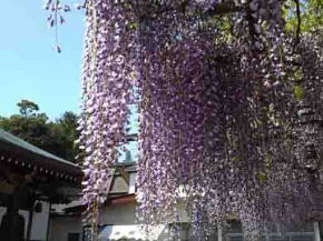 高円寺の長寿ふじ