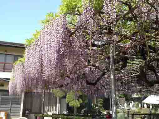 the wisteria and the blue sky