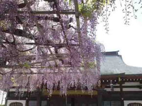 Choju Fuji and the main hall