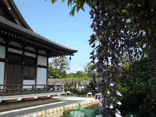 wisterias and the main hall