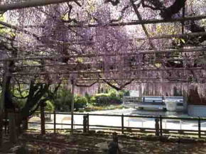 violet wisteria trellis in Koenji