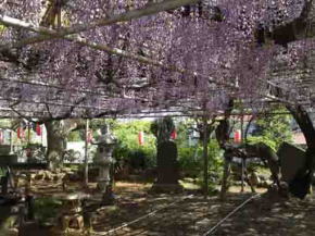 under the wisteria