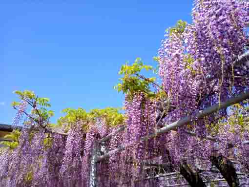 青空と高円寺の藤の花１