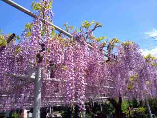 青空と高円寺の藤の花２