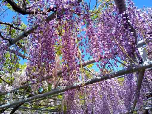 高円寺長寿藤の花房１