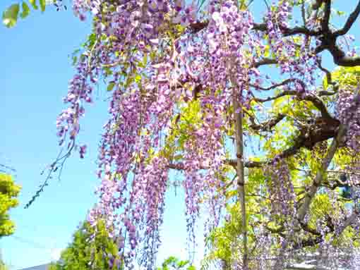 高円寺長寿藤の花房２