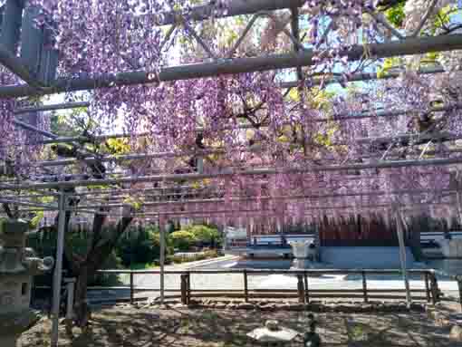 高円寺長寿藤の花房３