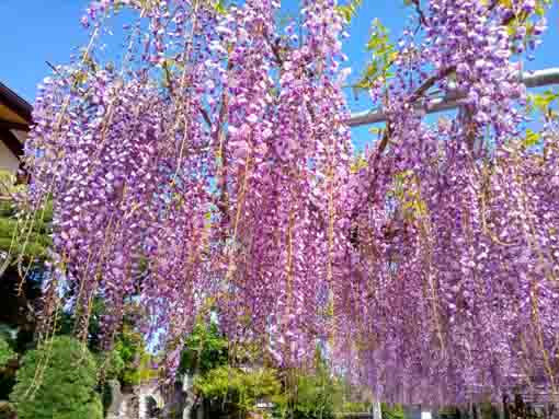 高円寺長寿藤の花房４