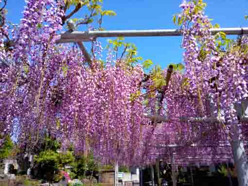 宮久保山高円寺長寿藤の花房