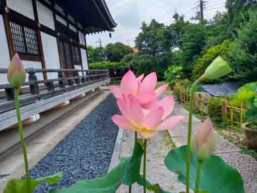 令和５年夏宮久保山高円寺に咲く蓮の花１