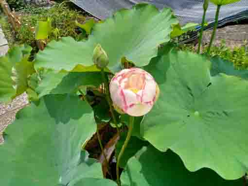 令和５年夏宮久保山高円寺に咲く蓮の花２