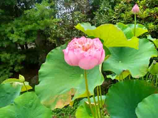 令和５年夏宮久保山高円寺に咲く蓮の花３