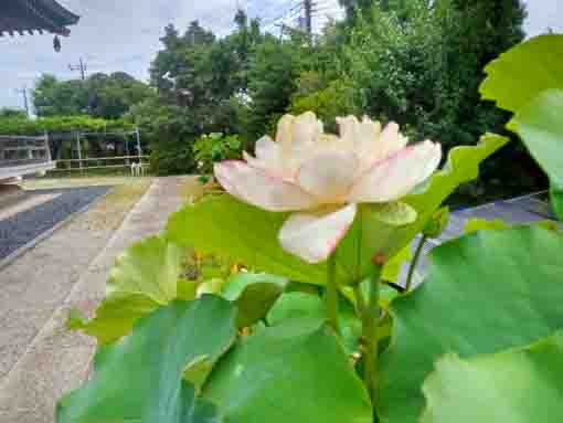 令和５年夏宮久保山高円寺に咲く蓮の花４