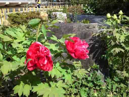 高円寺の赤い牡丹の花令和元年