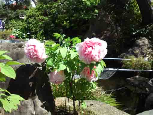 高円寺の淡いピンクの牡丹の花令和元年
