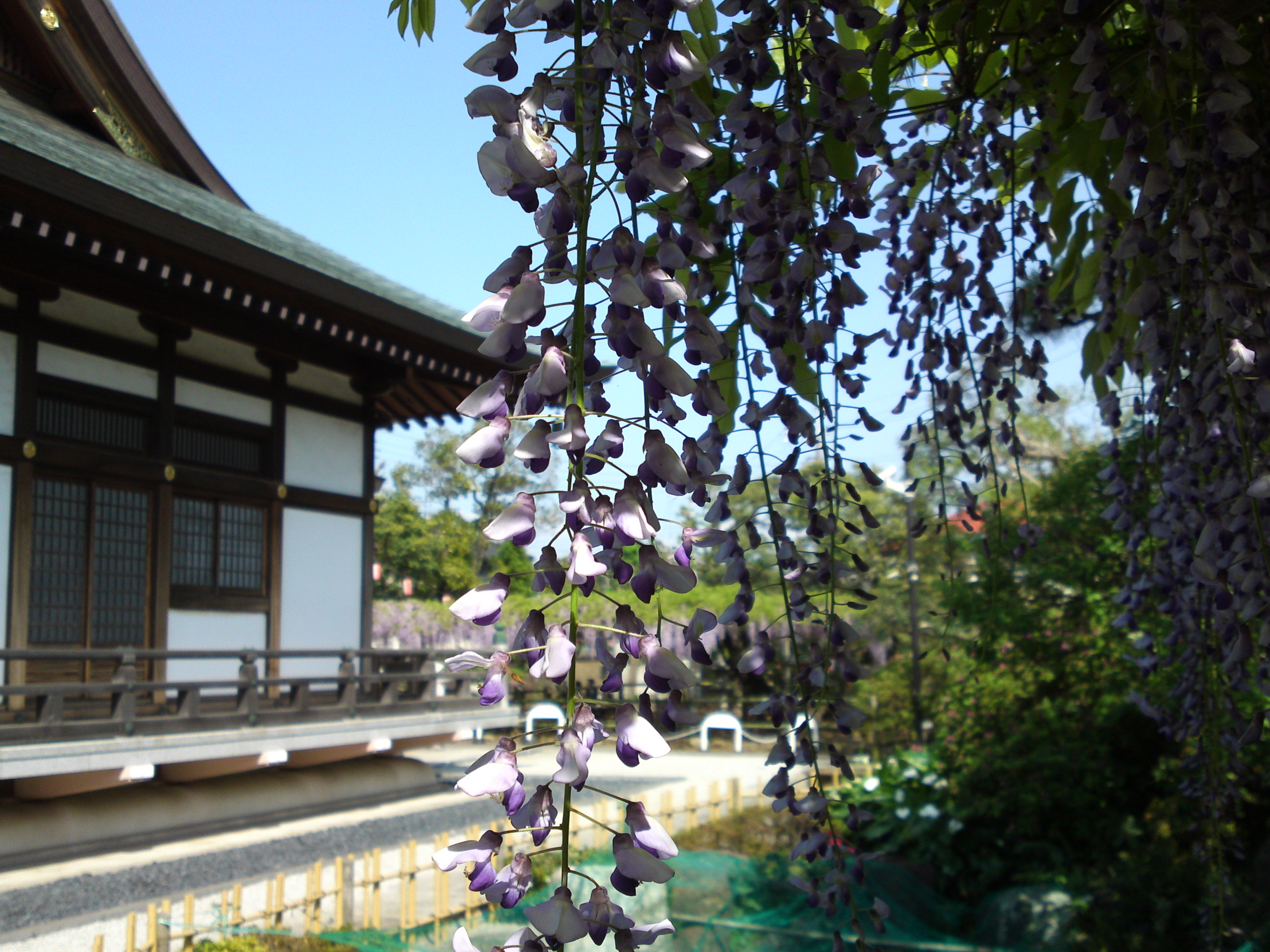 2016年宮久保山高円寺に咲く長寿藤の花１
