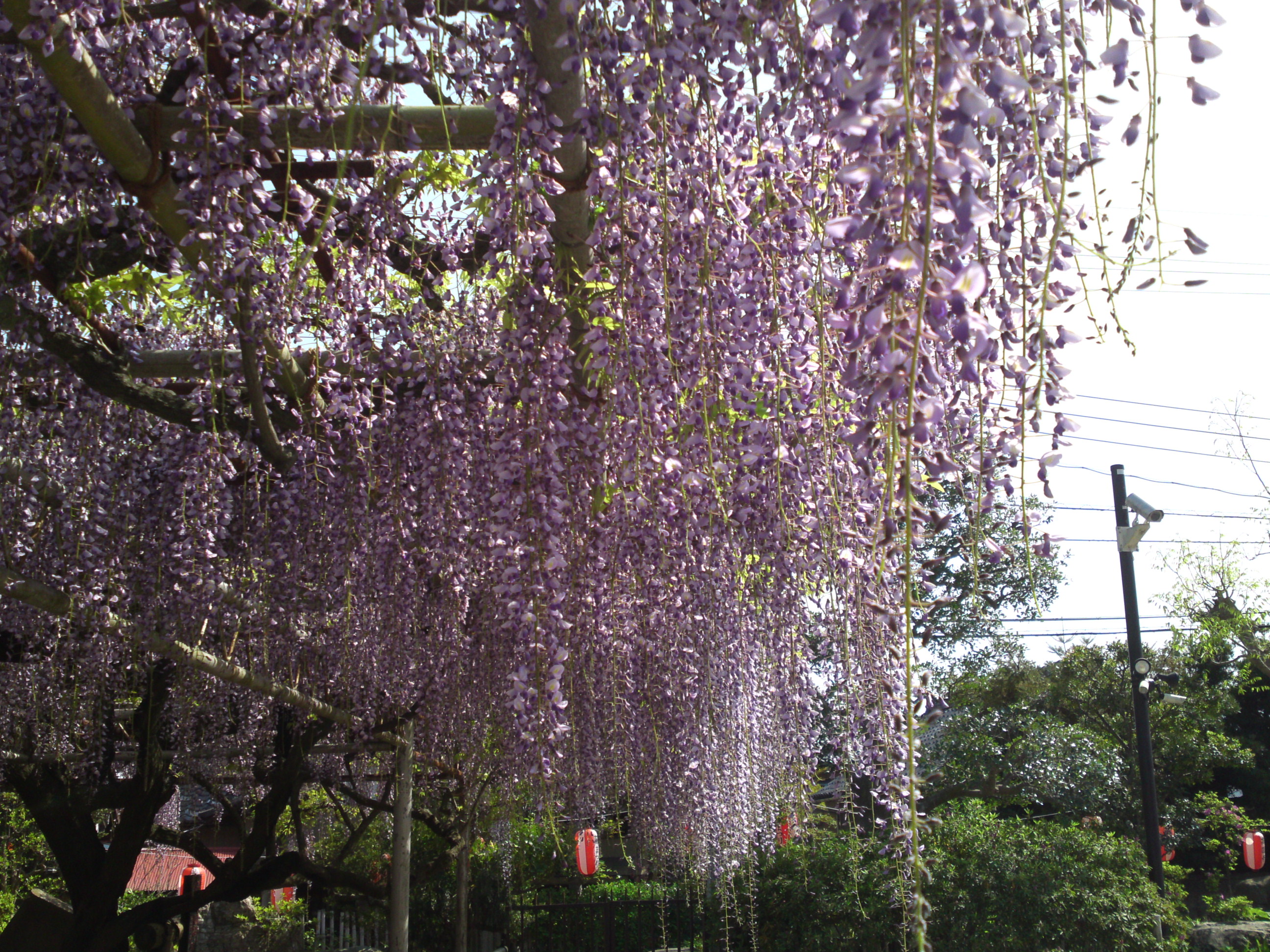 2016年宮久保山高円寺に咲く長寿藤の花１１