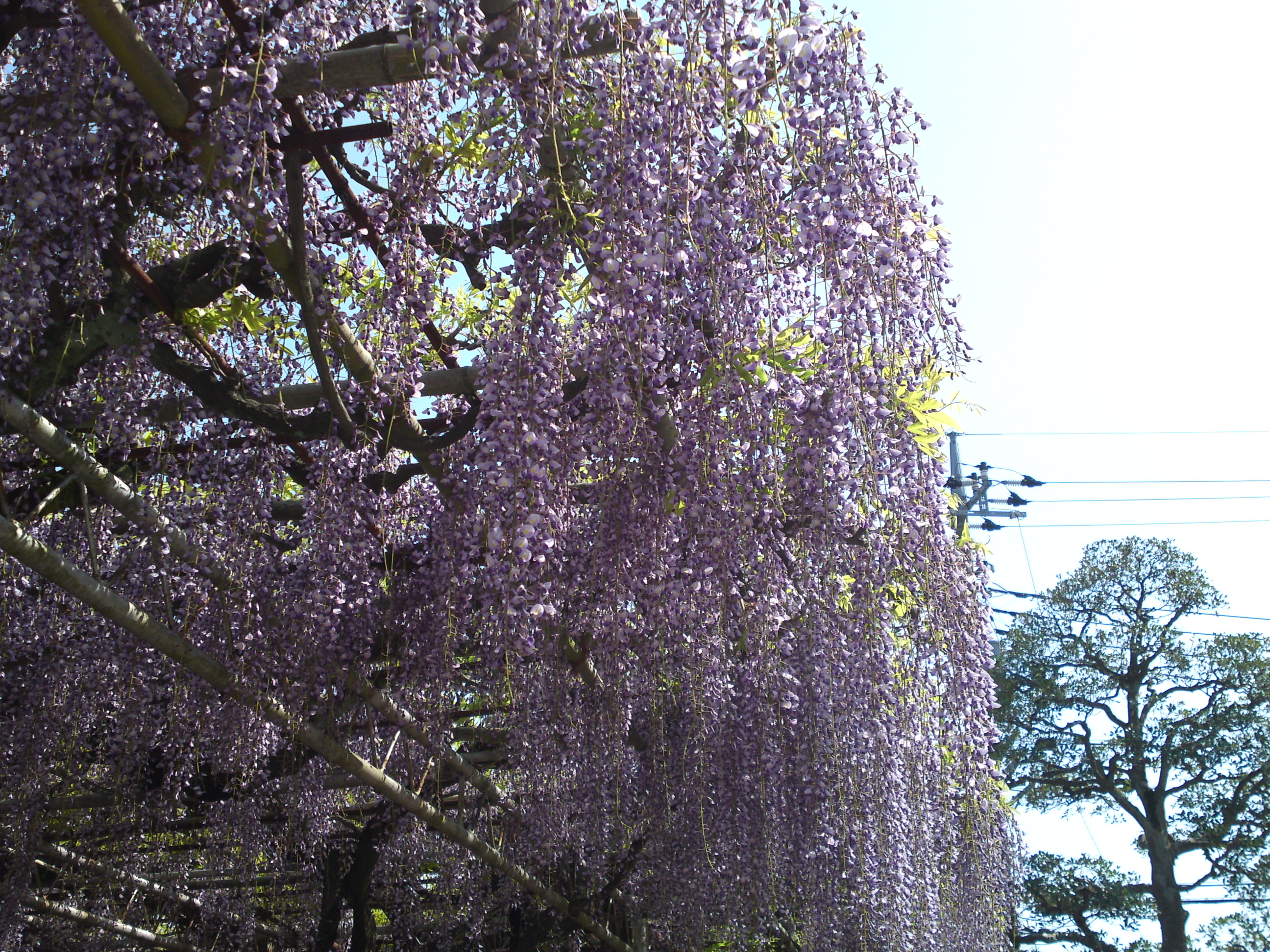 2016年宮久保山高円寺に咲く長寿藤の花１４