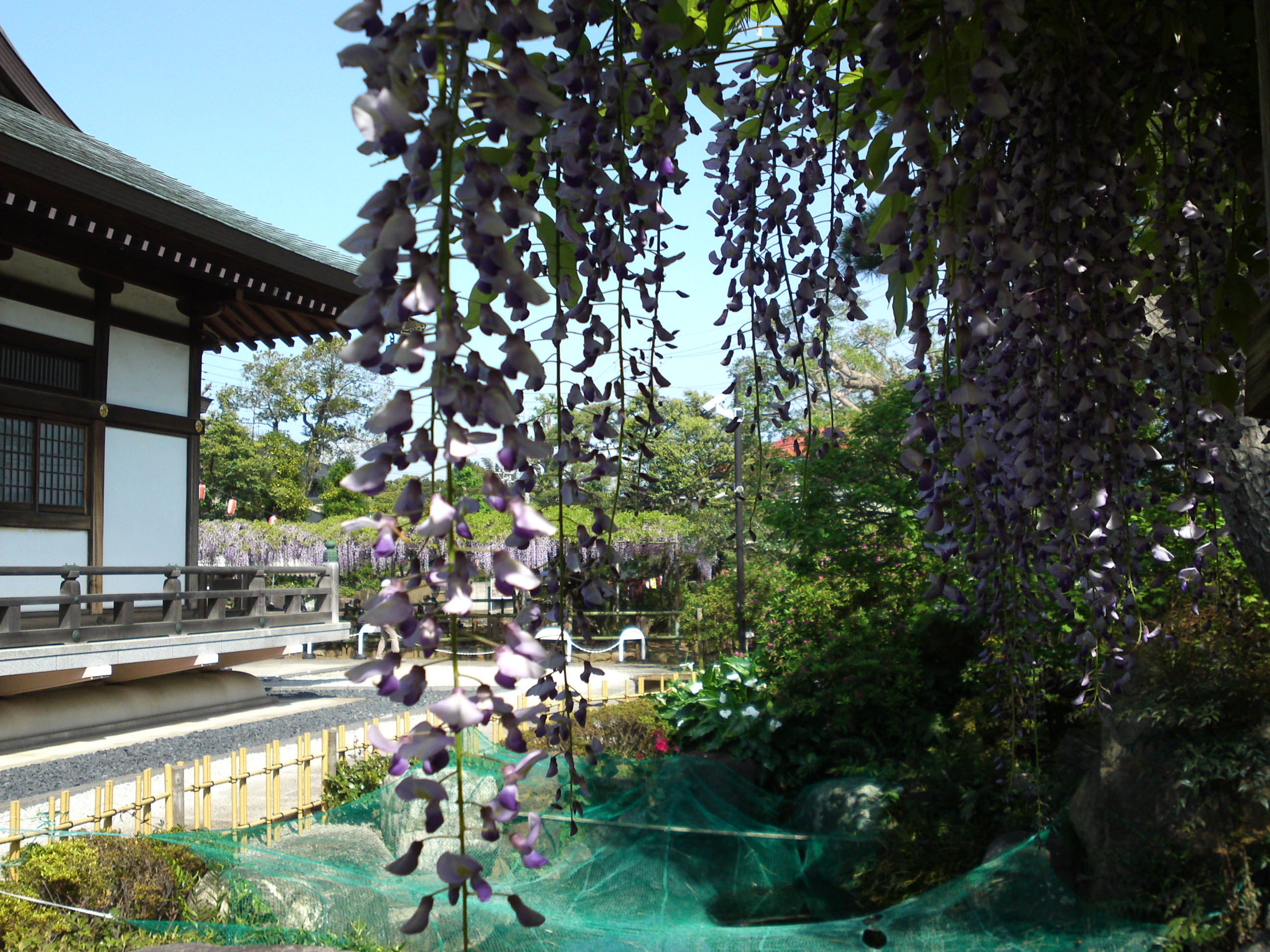 2016年宮久保山高円寺に咲く長寿藤の花１３