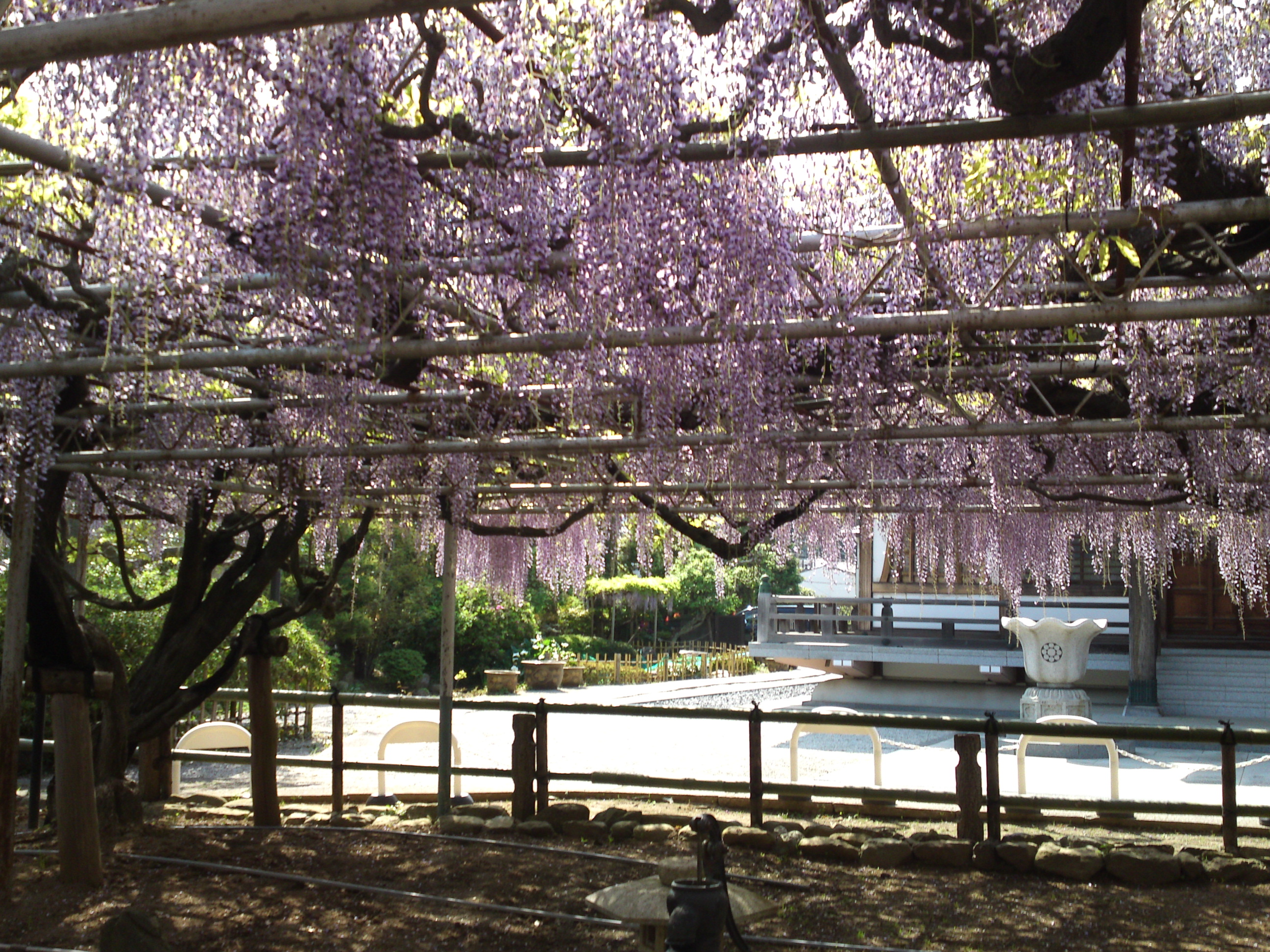 2016年宮久保山高円寺に咲く長寿藤の花１６