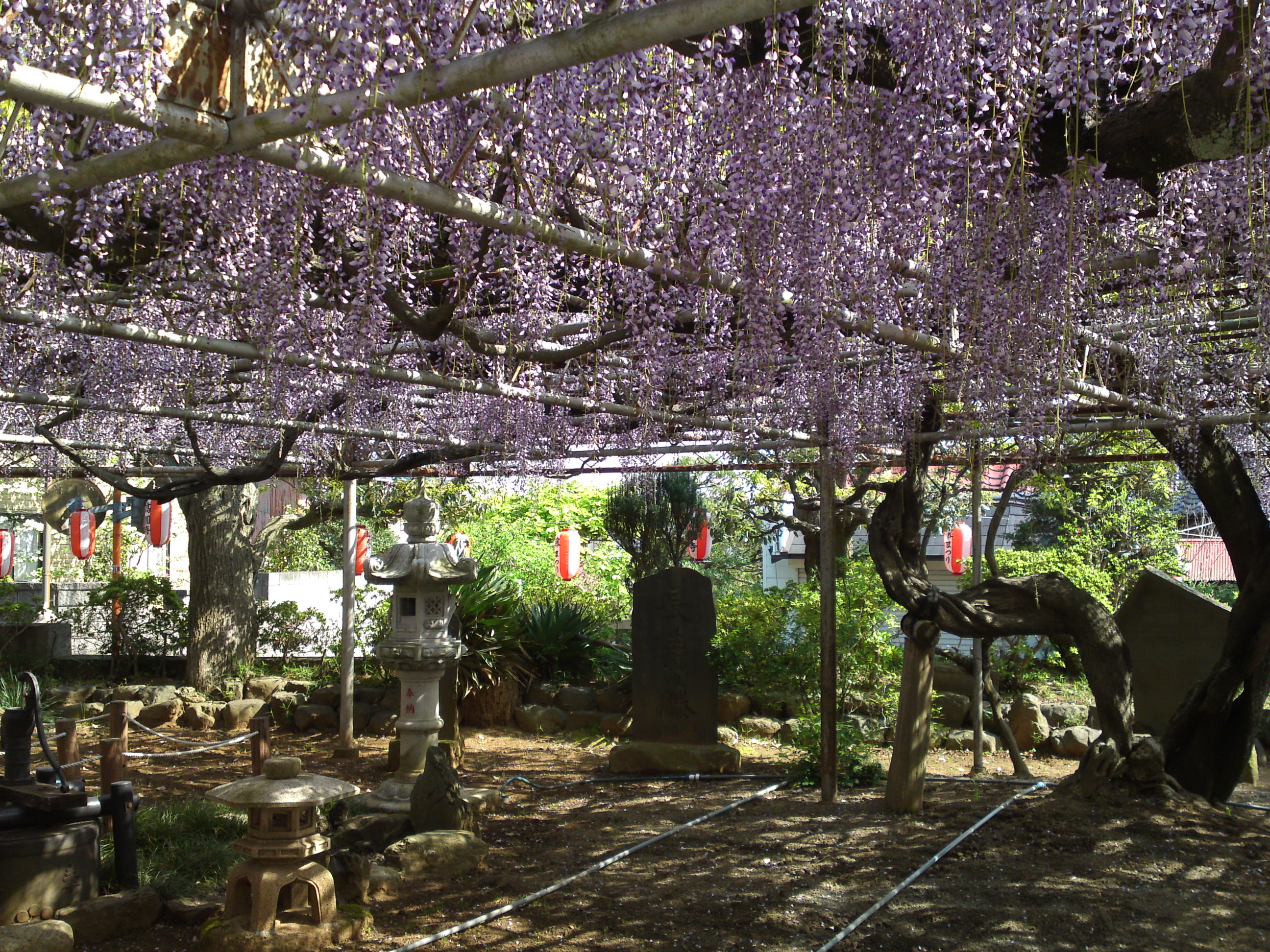 2016年宮久保山高円寺に咲く長寿藤の花１７