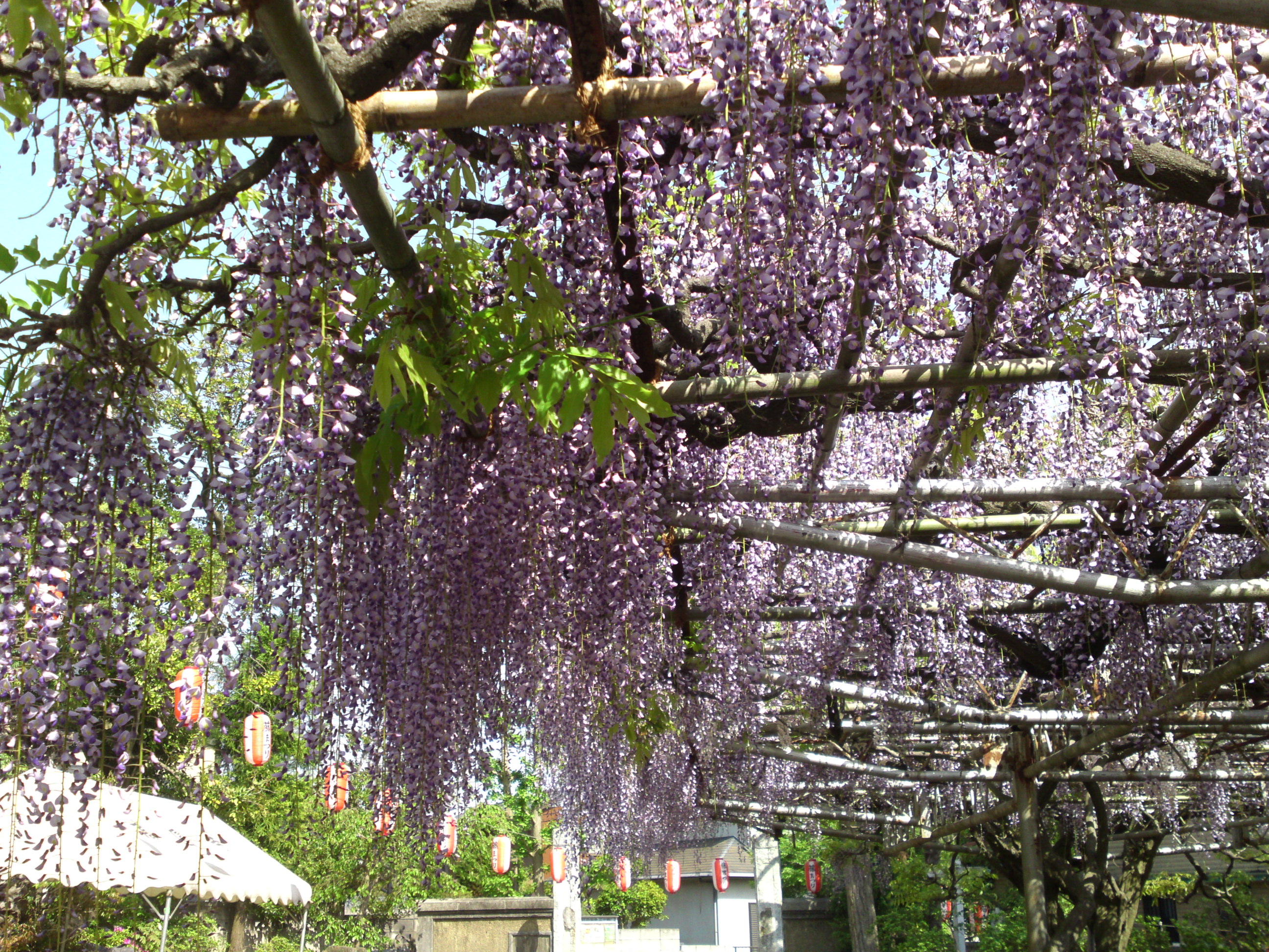 2016年宮久保山高円寺に咲く長寿藤の花１８