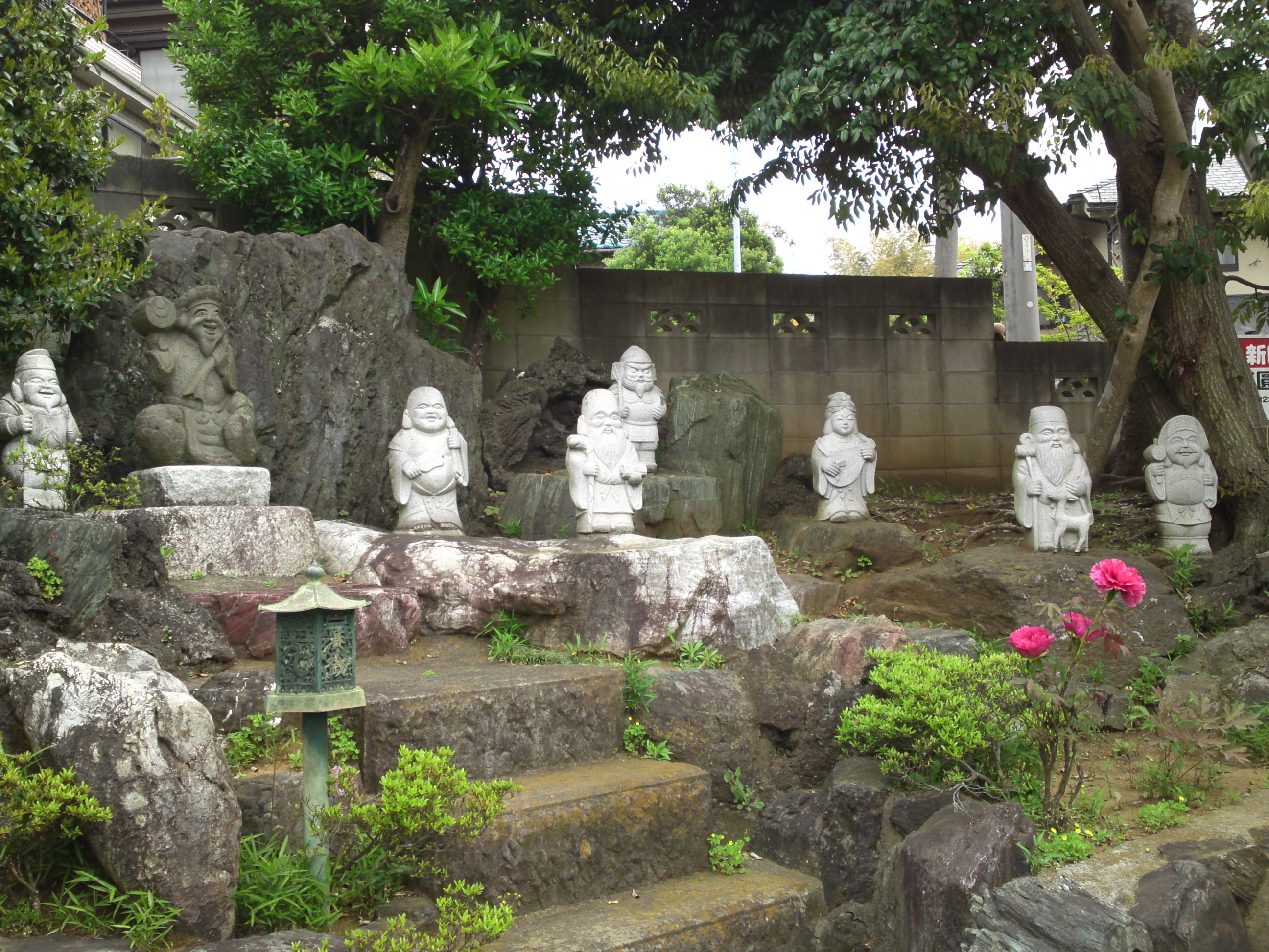 2016年宮久保山高円寺に咲く長寿藤の花２０