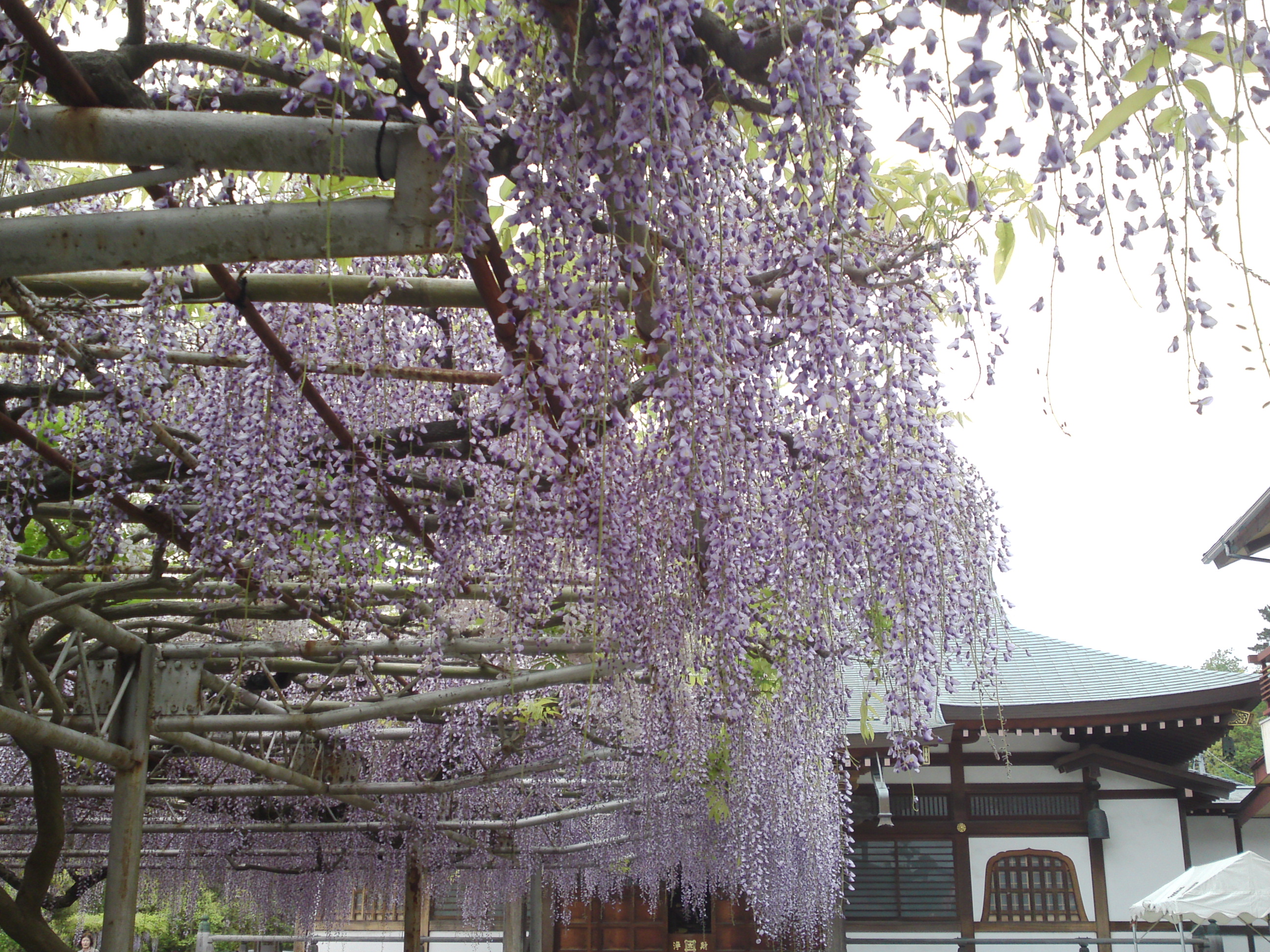 2016年宮久保山高円寺に咲く長寿藤の花２２