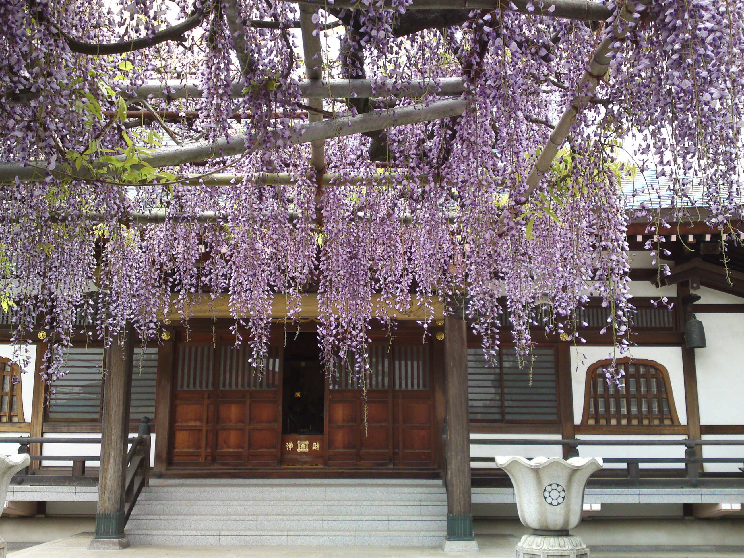 2016年宮久保山高円寺に咲く長寿藤の花２３
