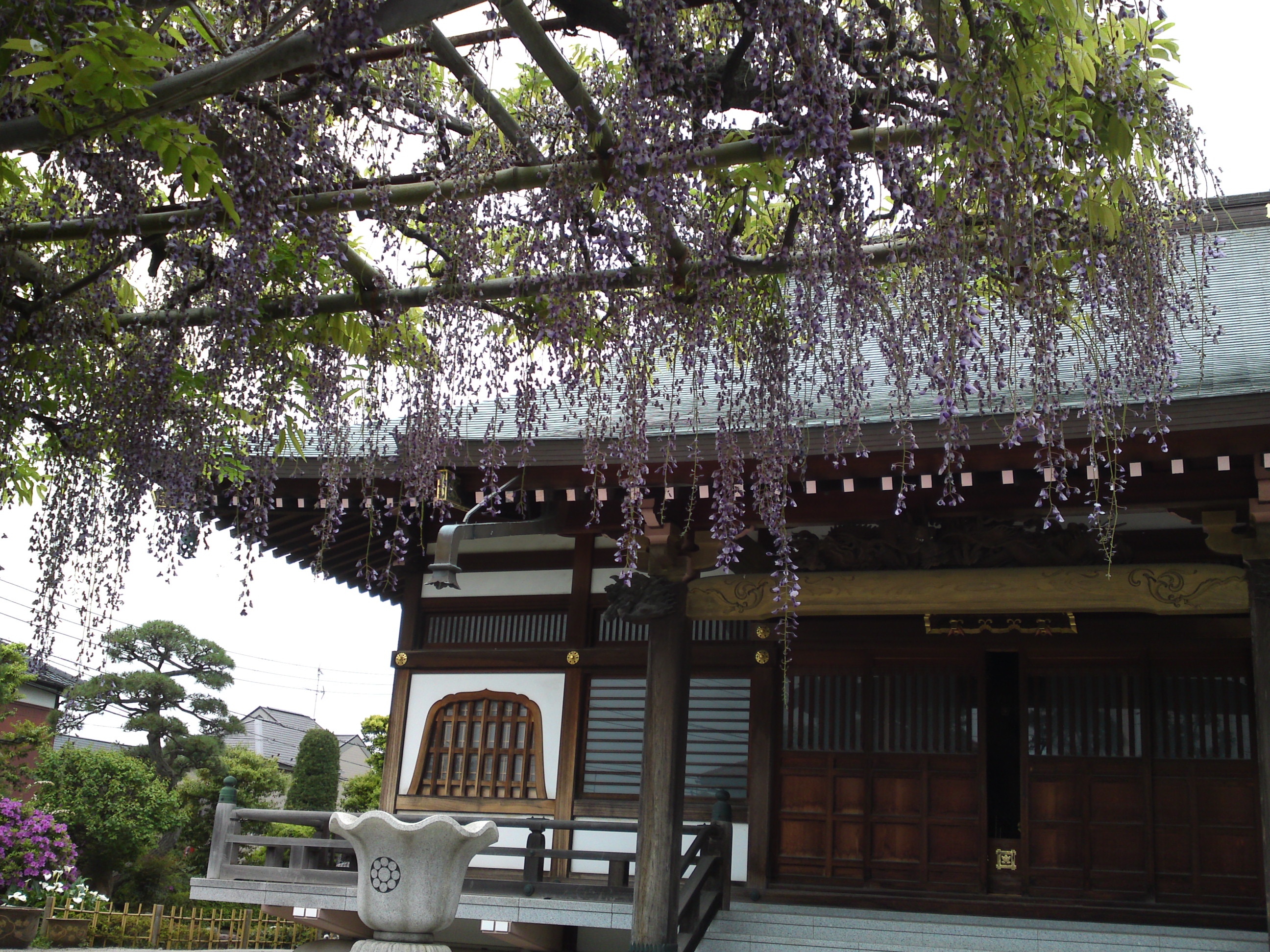 2016年宮久保山高円寺に咲く長寿藤の花２５