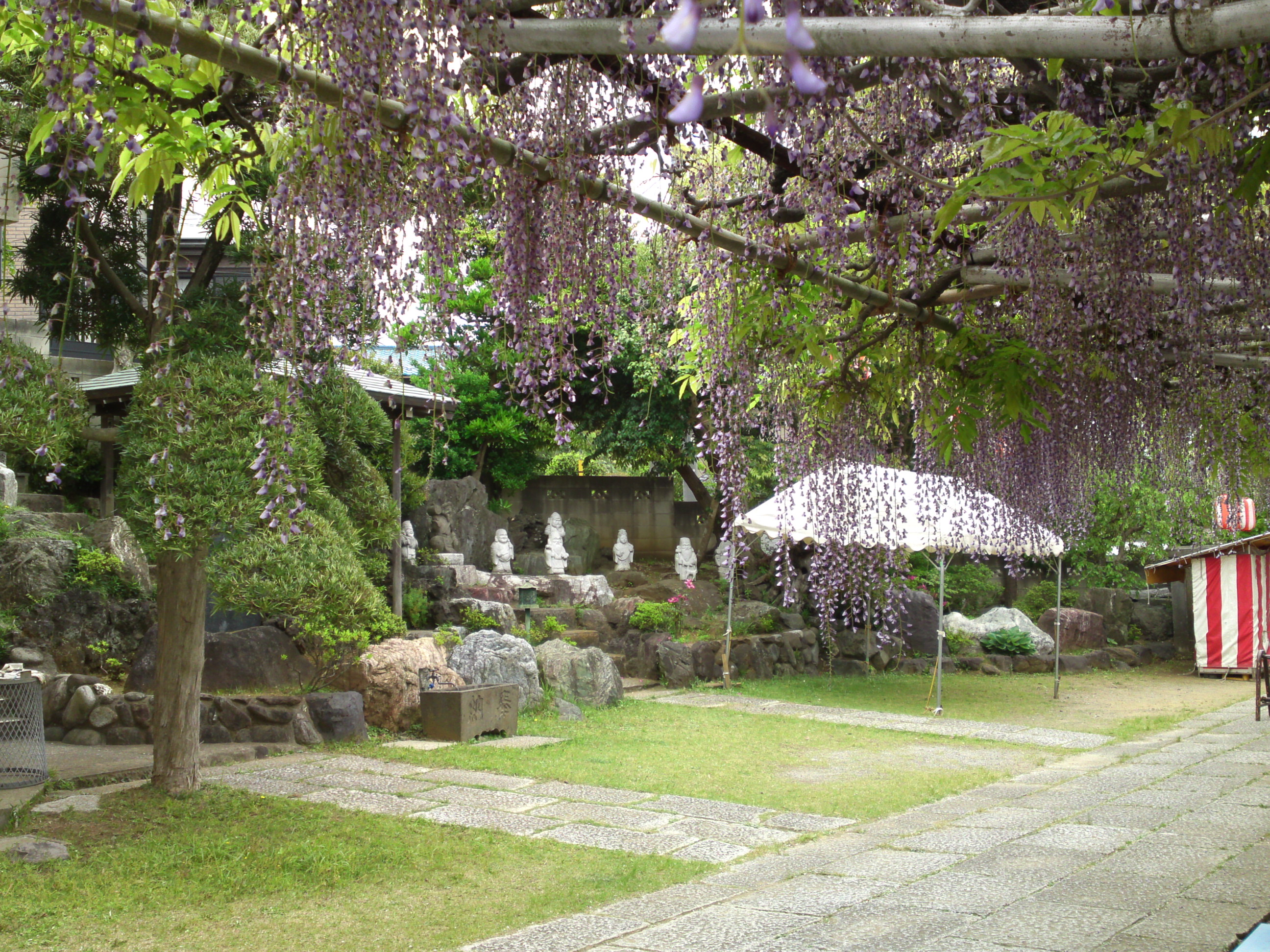 2016年宮久保山高円寺に咲く長寿藤の花２６