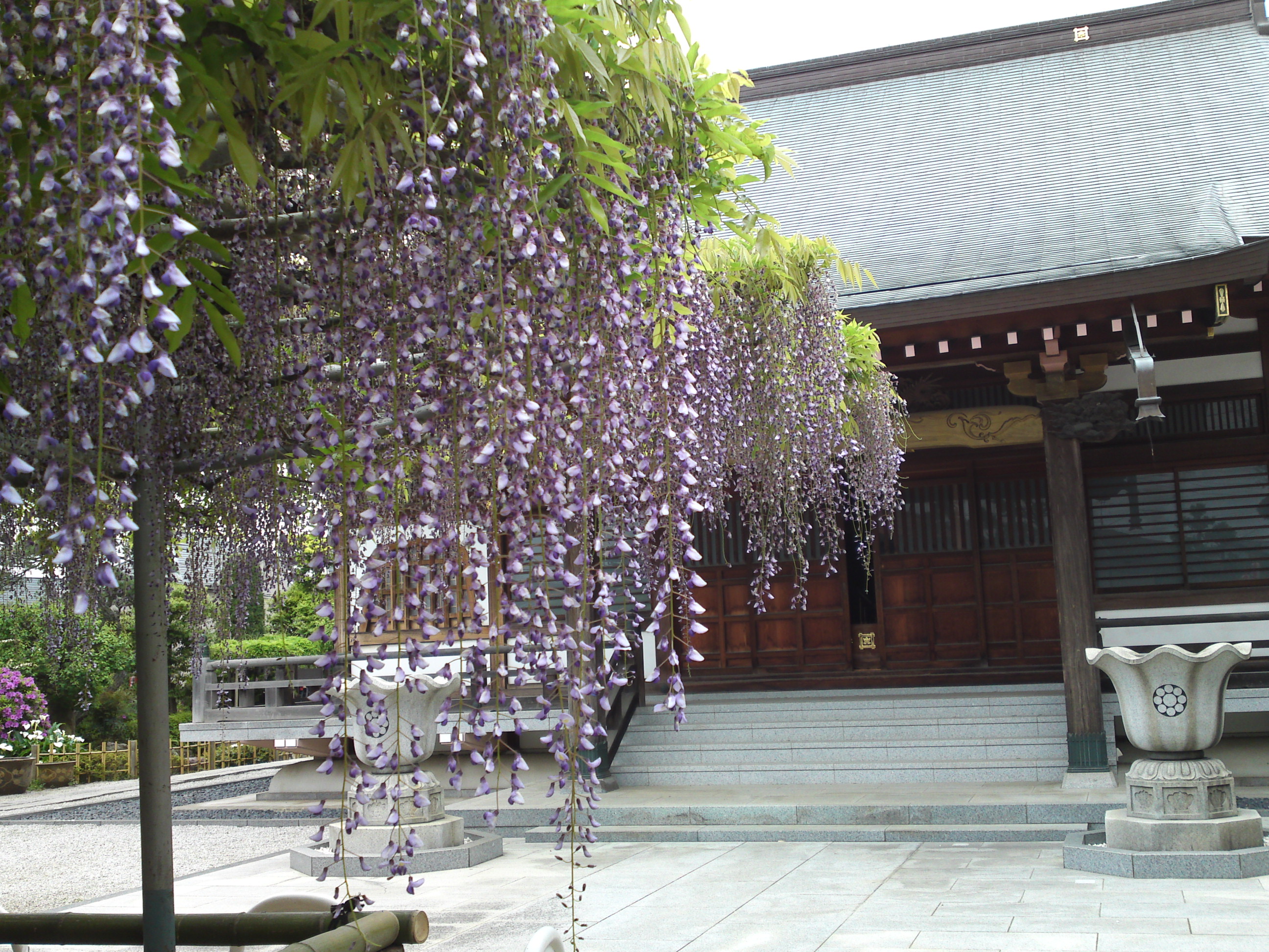 2016年宮久保山高円寺に咲く長寿藤の花２８