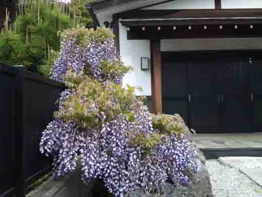 a young wisteria 