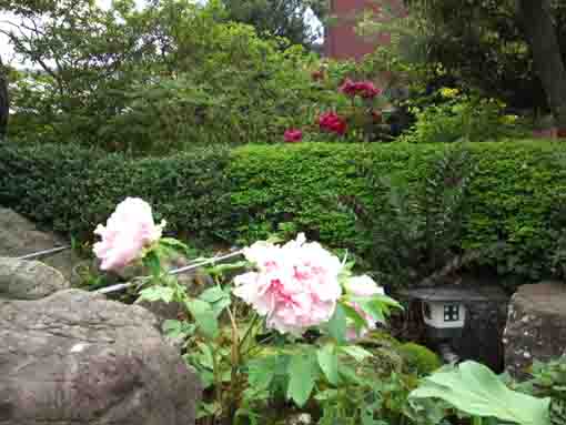 white peonies in Miyakubosan Koenji