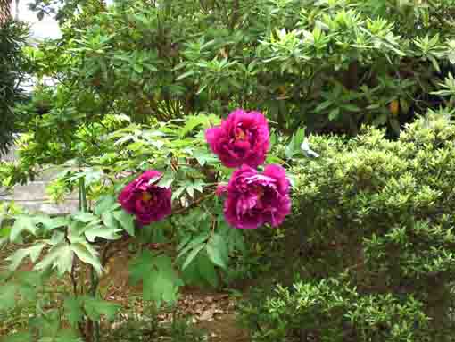 高円寺の赤い牡丹の花