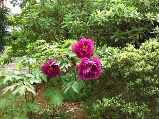 red peonies in Miyakubosan Koenji