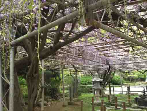 under the trellis of Choju Fuji