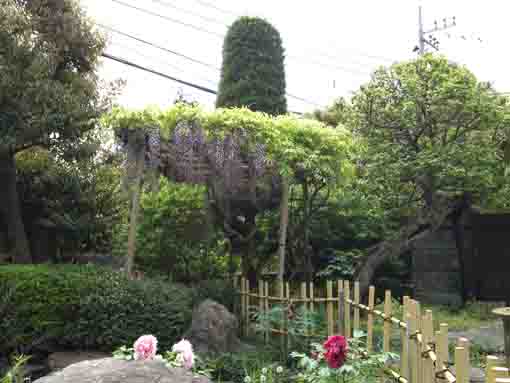 a small wisteria trellis by a pond