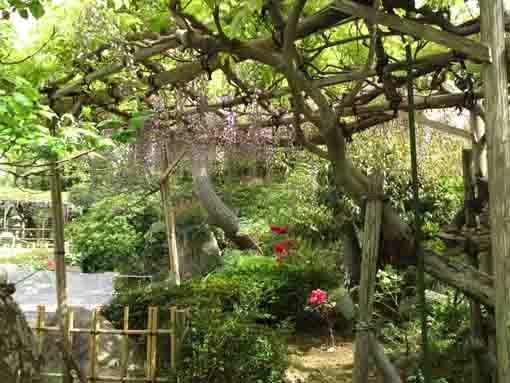 peonies under the wisteria trellis