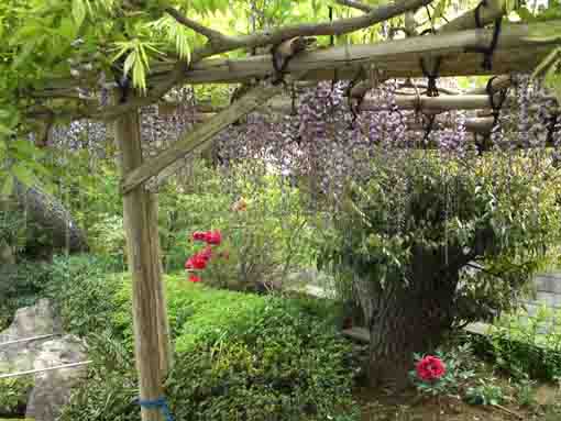 flowers in the small garden