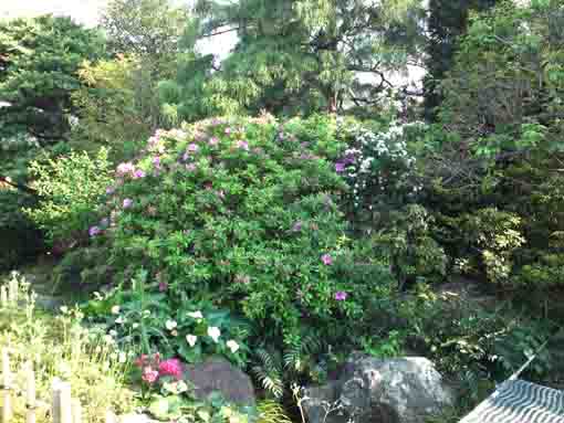 azaleas in Miyakubosan Koenji